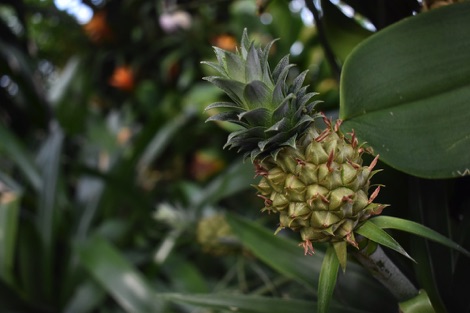Kew Gardens tiny pineapple